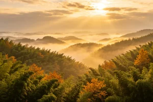 Golden Sunset Over Shunan Bamboo Sea in Yibin, Sichuan, China – Warm Golden Light on Endless Bamboo Forest Rolling Hills and Scenic Nature Retreat Experience | Origin China Travel