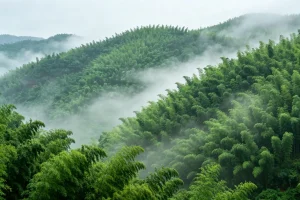Misty Panorama of Shunan Bamboo Sea in Yibin, Sichuan, China – Endless Sea of Bamboo Covered in Morning Fog and Layered Mountain Landscape for Scenic Nature Travel | Origin China Travel
