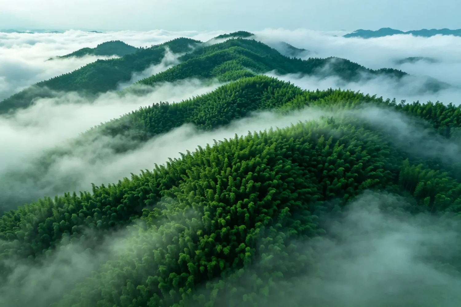 Shunan Bamboo Sea at Dawn with Sea of Clouds in Yibin, Sichuan, China – Layered Bamboo Forest Mountains Rising Through Misty Sunrise Landscape and Scenic Nature Retreat | Origin China Travel